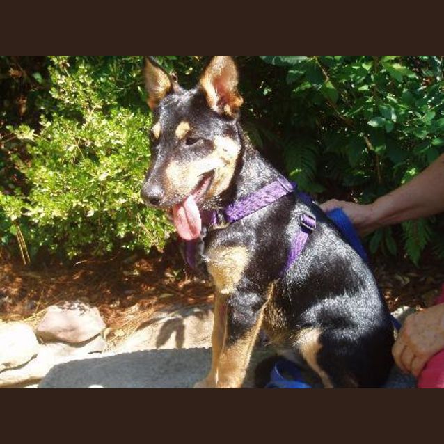 Photo of I Am On Hold Suzie Q