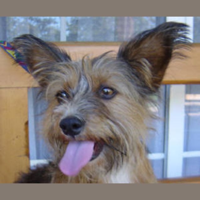 Photo of Marmaduke