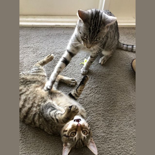 Photo of Kit And Kat