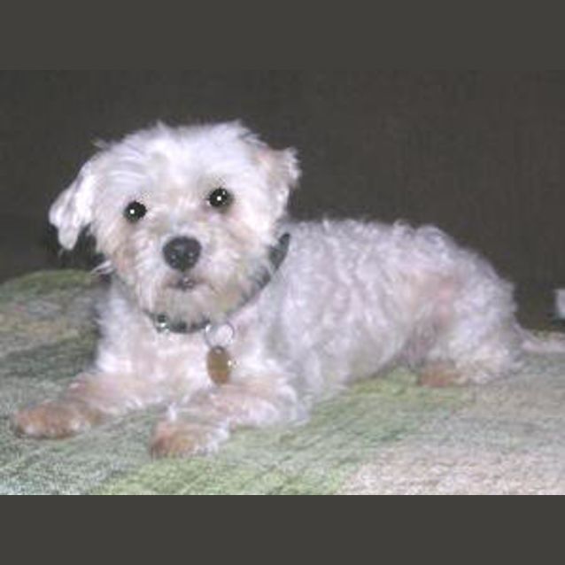 Photo of Little Willy