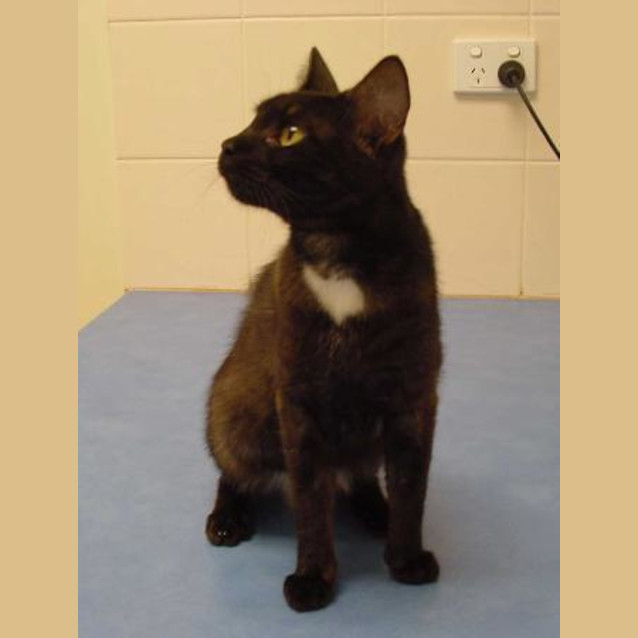 Photo of Sparky