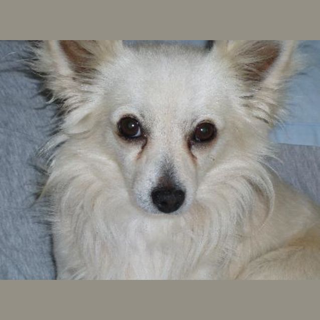 Photo of Goldie
