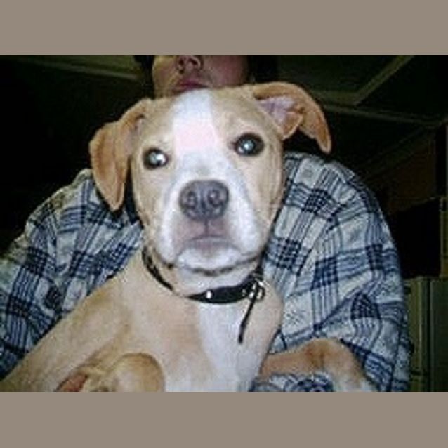 Photo of Angus On Hold