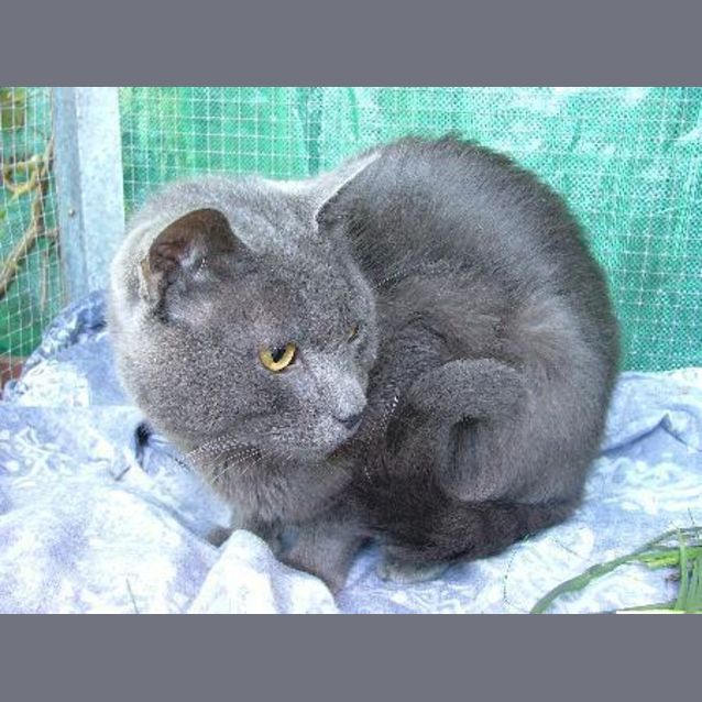 Photo of Blue Bear