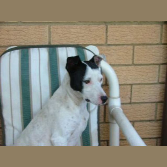 Photo of Bailey