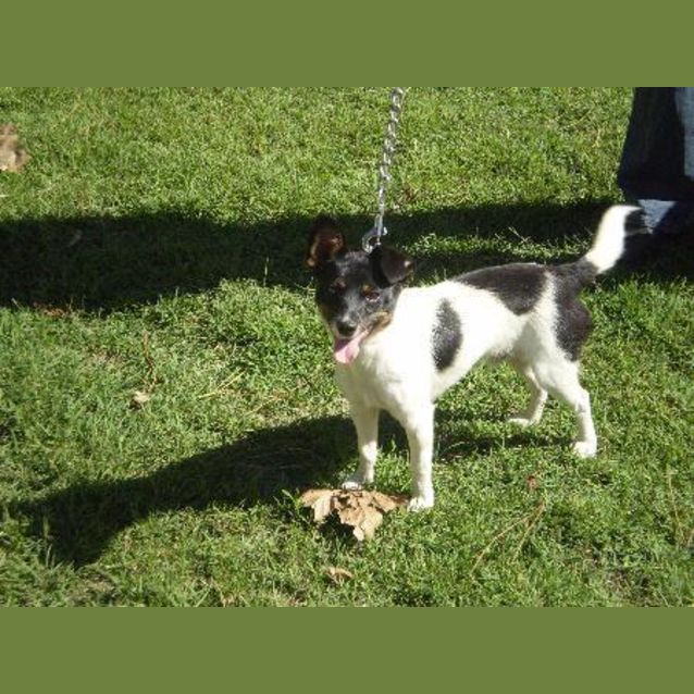 Photo of Buddy