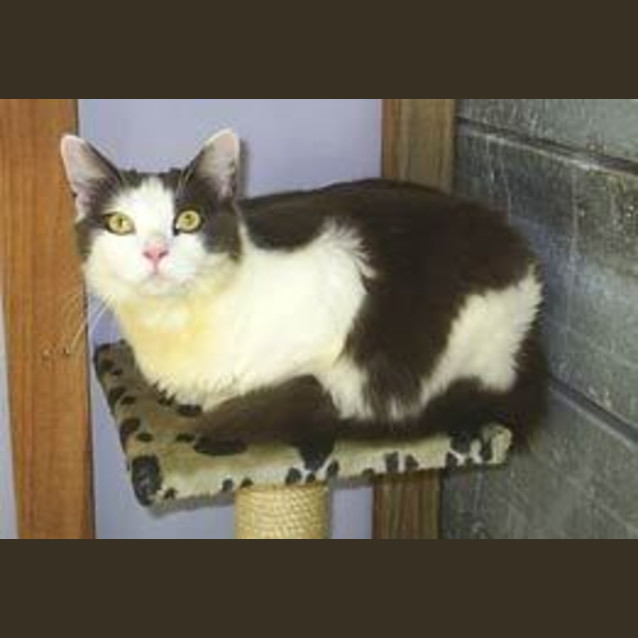 Photo of Muffin