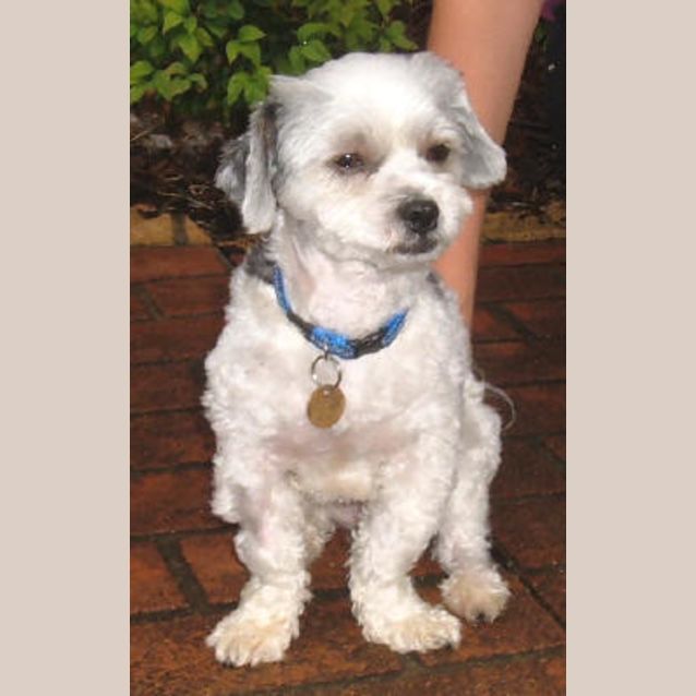 Photo of Stitch