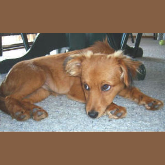 Photo of Archie