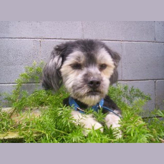 Photo of Tonka