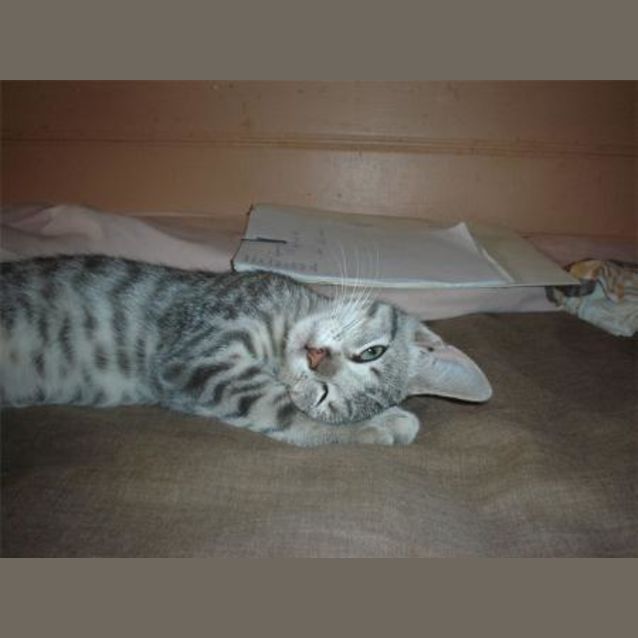Photo of Tiger
