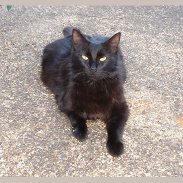 Photo of Shadow