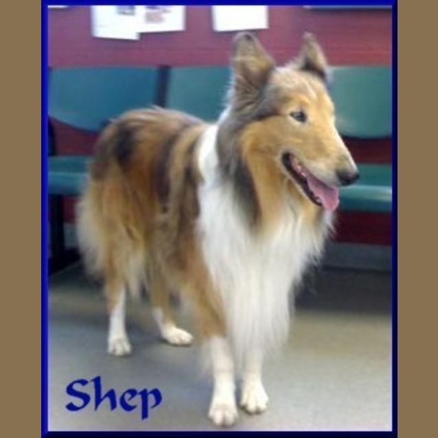 Photo of Shep