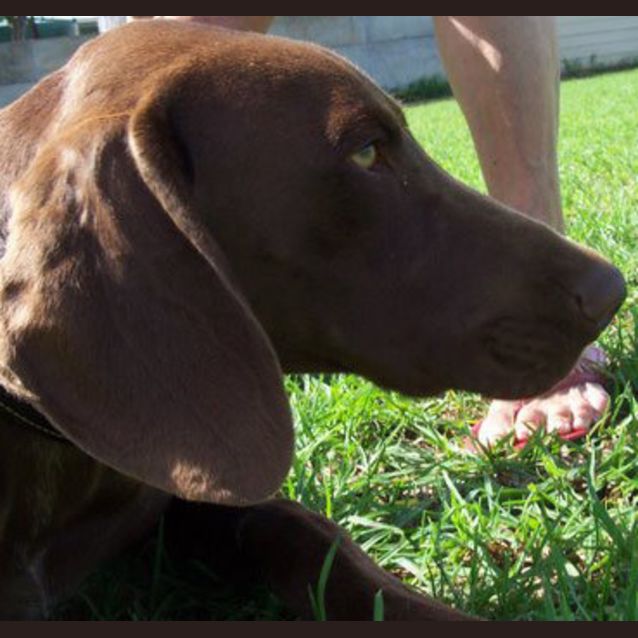 Photo of Buddy