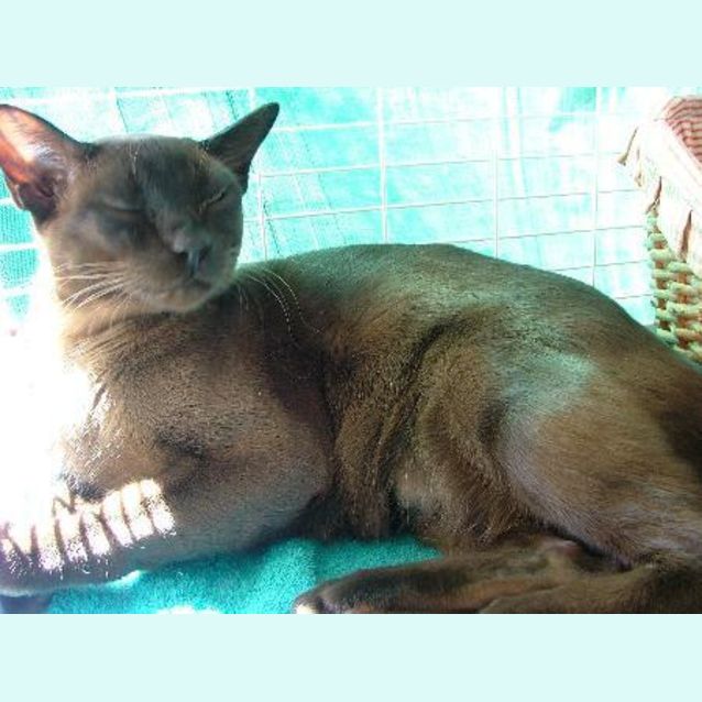 Photo of Shadow