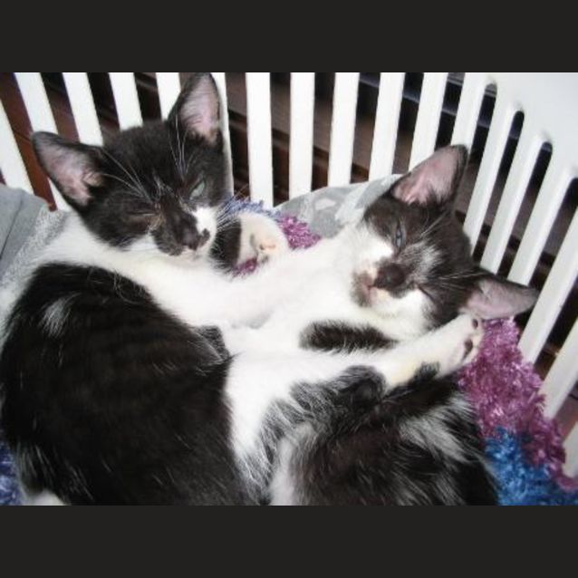 Photo of Peter, Jacki, Pedro And Smudge