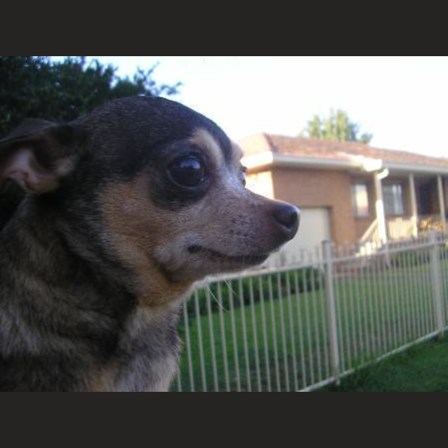 Photo of Penny
