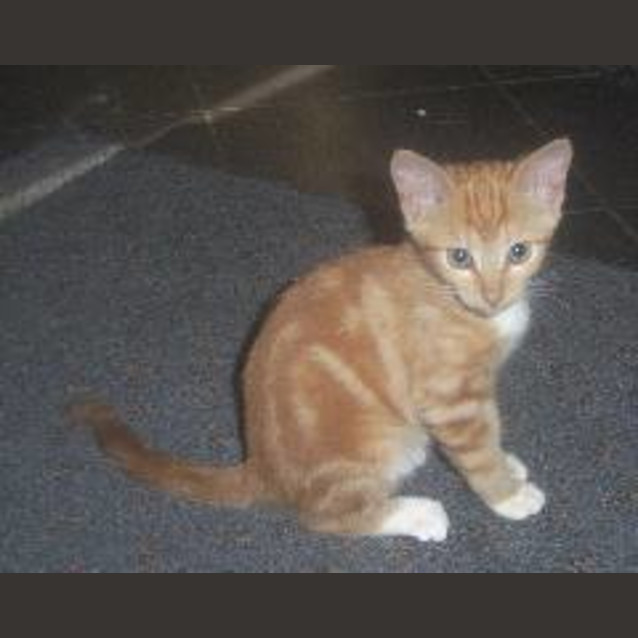 Photo of Gingerbread