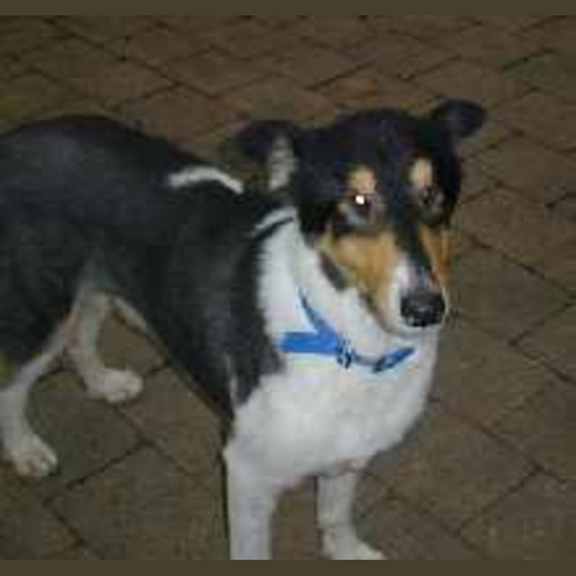 Photo of Porter