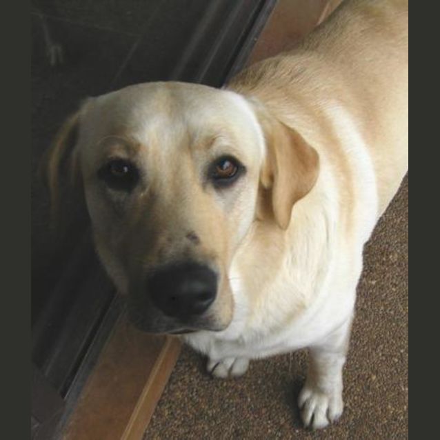 Photo of Bailey