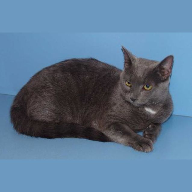 Photo of Smokey