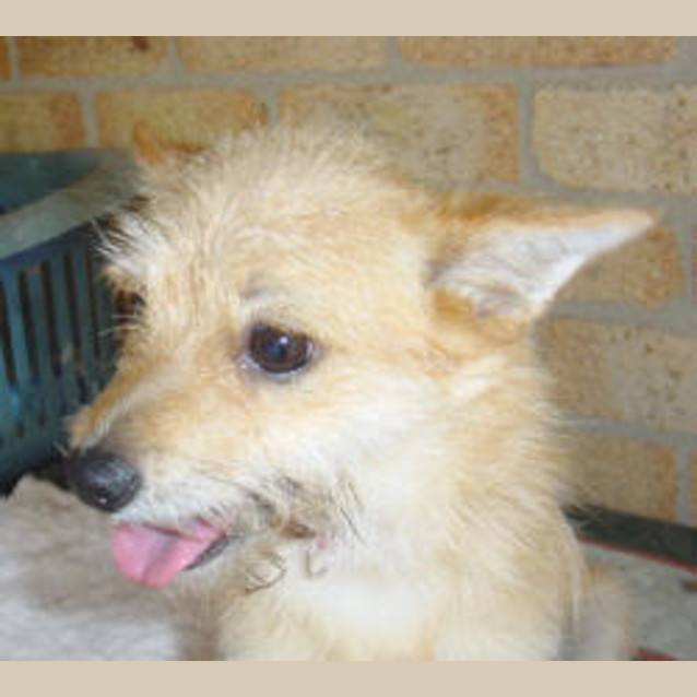 Photo of Sherbet