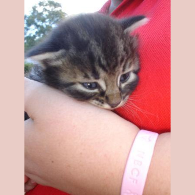 Photo of Kittens
