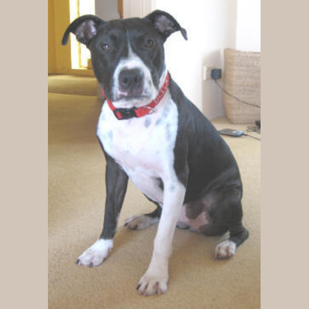 Photo of Bella