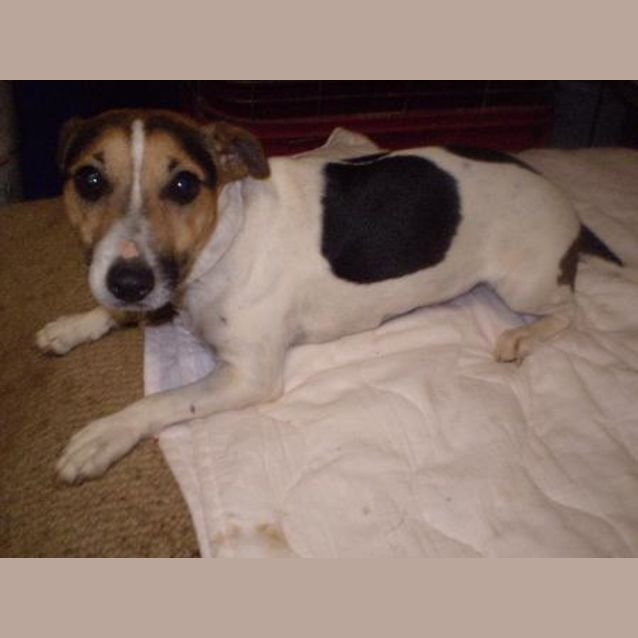 Photo of Ruby