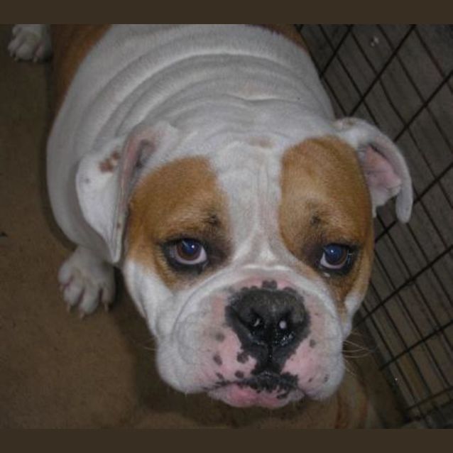 Photo of Stocky