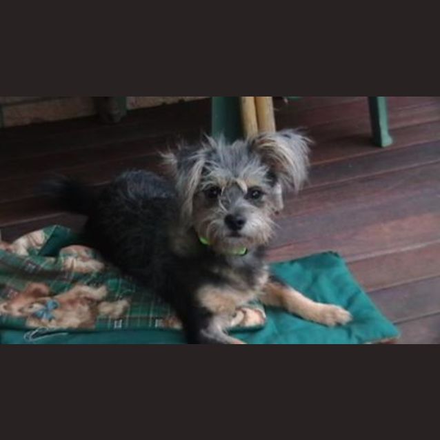 Photo of Chubacca (Chewy)