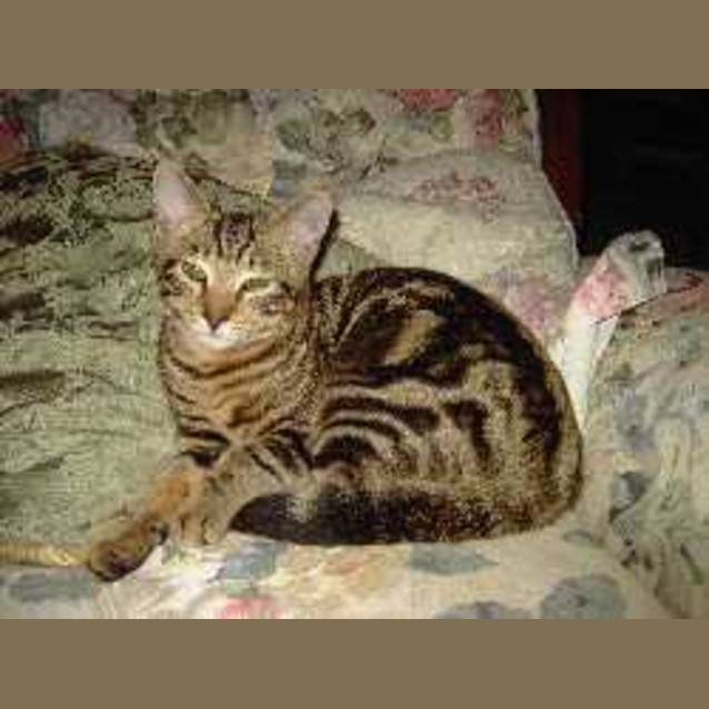 Photo of Pickles