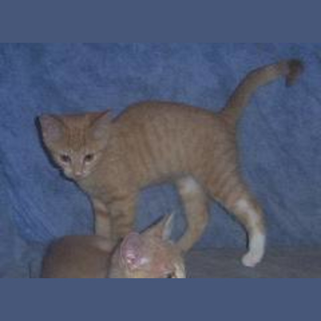 Photo of Shortbread