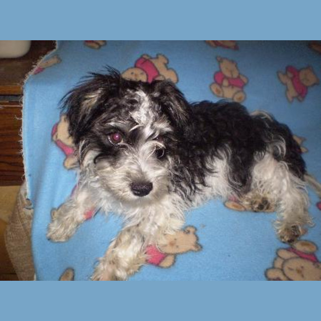 Photo of Milo