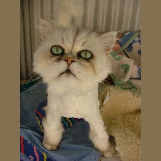 Photo of Dumpling**On Hold**