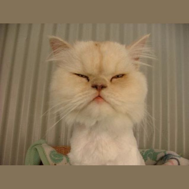 Photo of Pookah**On Hold**