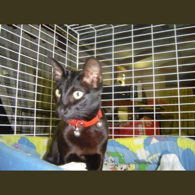 Photo of Coco Is On Hold