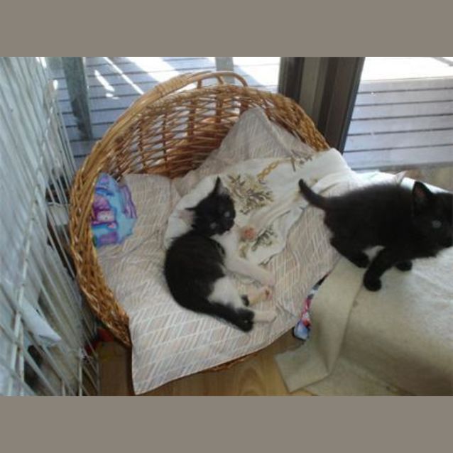 Photo of Kittens