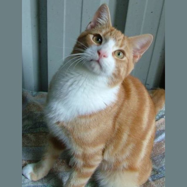 Photo of Garfield