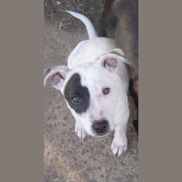 Photo of Spot