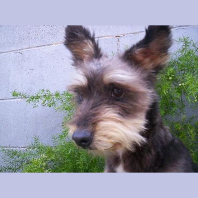 Photo of Buster