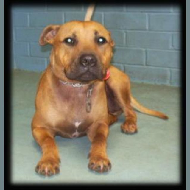 Photo of Buster