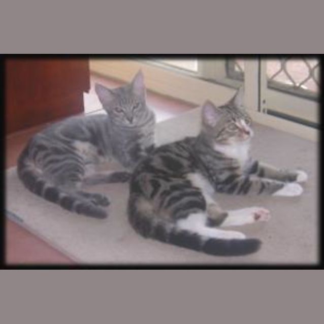 Photo of Smokey & White Socks