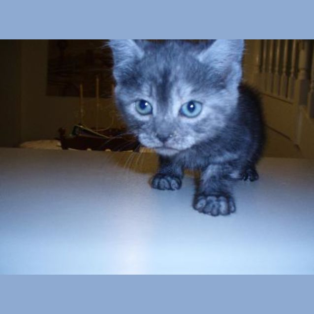 Photo of Dusty