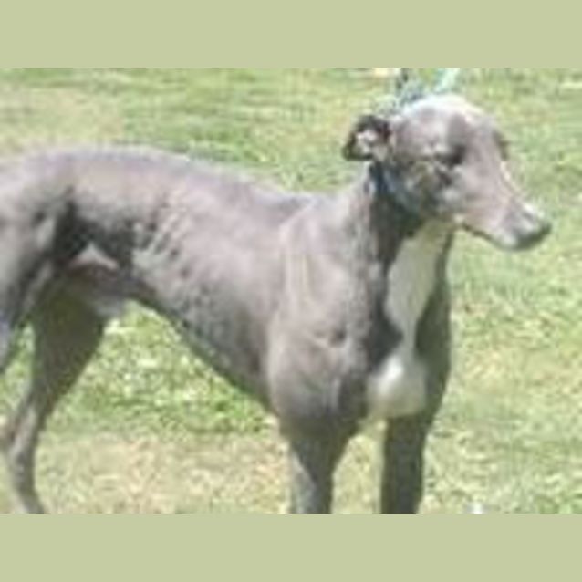 Photo of Buck