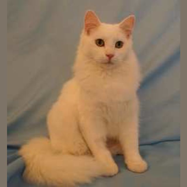 Photo of Princess Cuddles