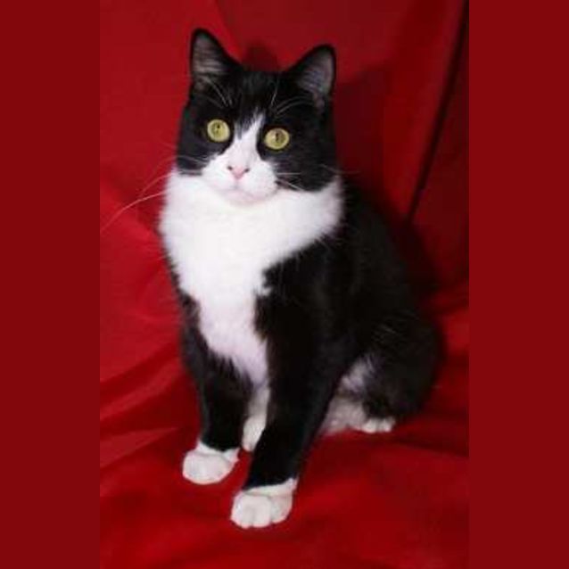 Photo of Mishka