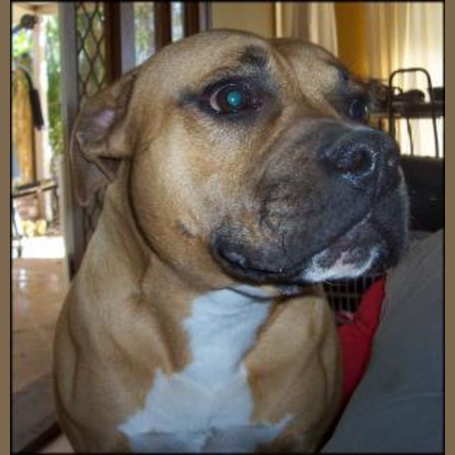Photo of Rocky