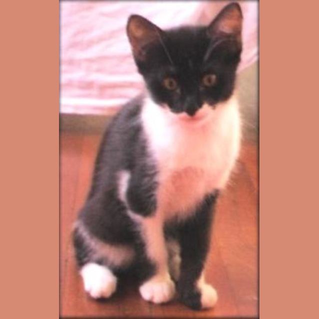 Photo of Sylvester