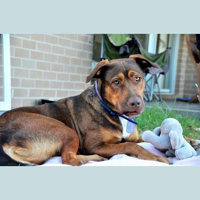 Photo of Hildy ~ Labrador X Kelpie (On Trial L9/3/17)